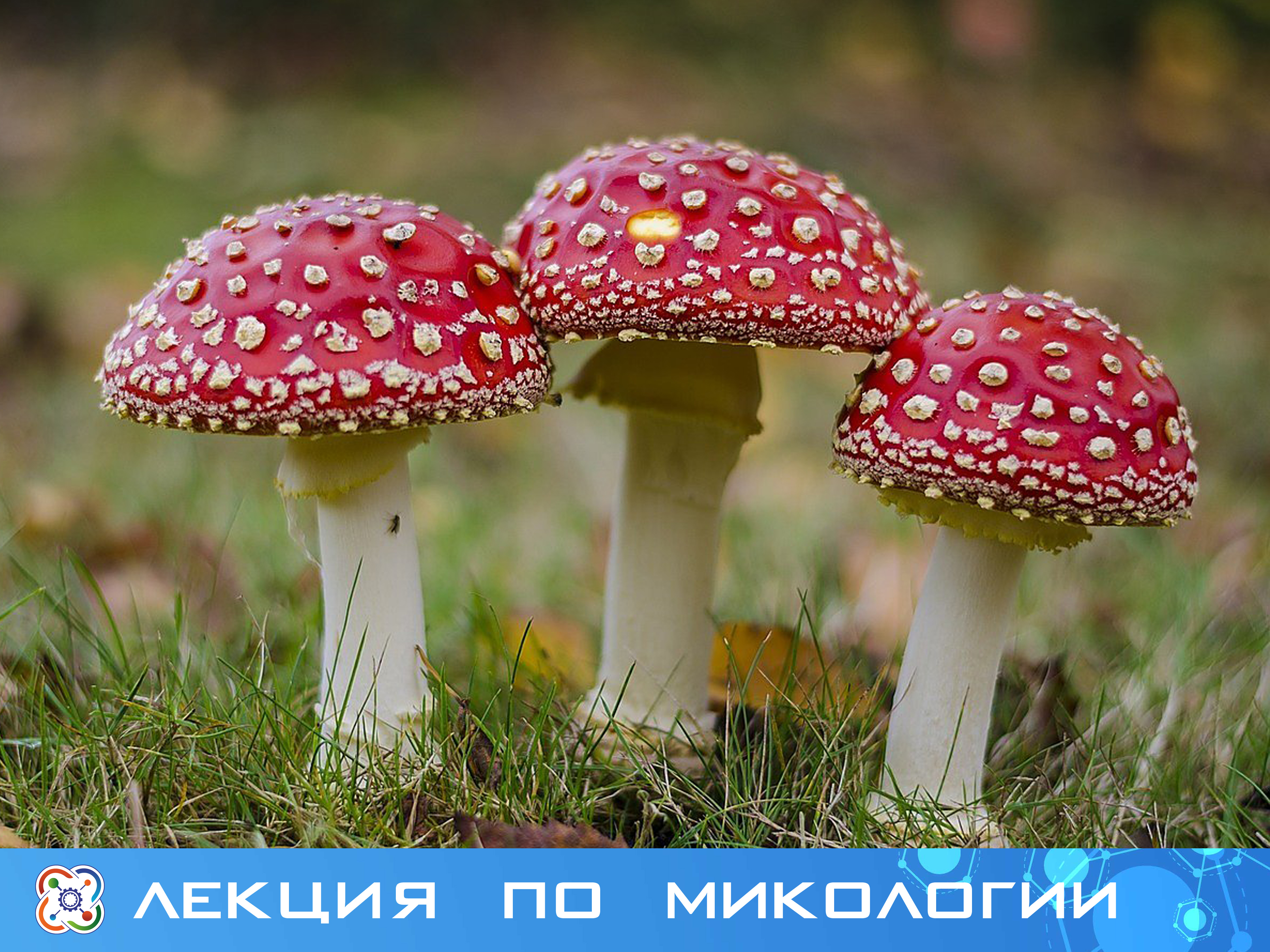 Лекция по микологии состоится 31 мая в 15:00 в лектории
